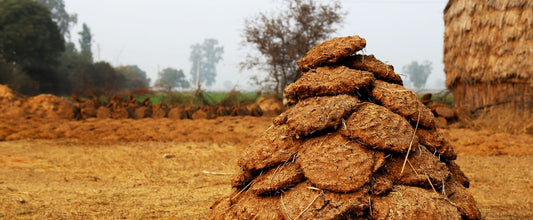 Cow Dung - A Centuries-Old Ingredient for Home Remedies